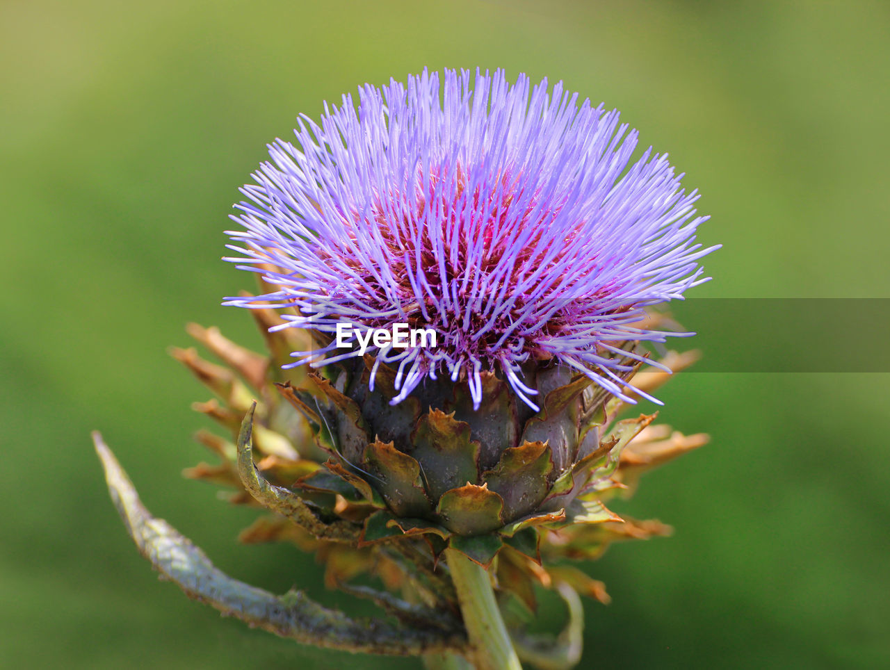 CLOSE-UP OF THISTLE FLOWER