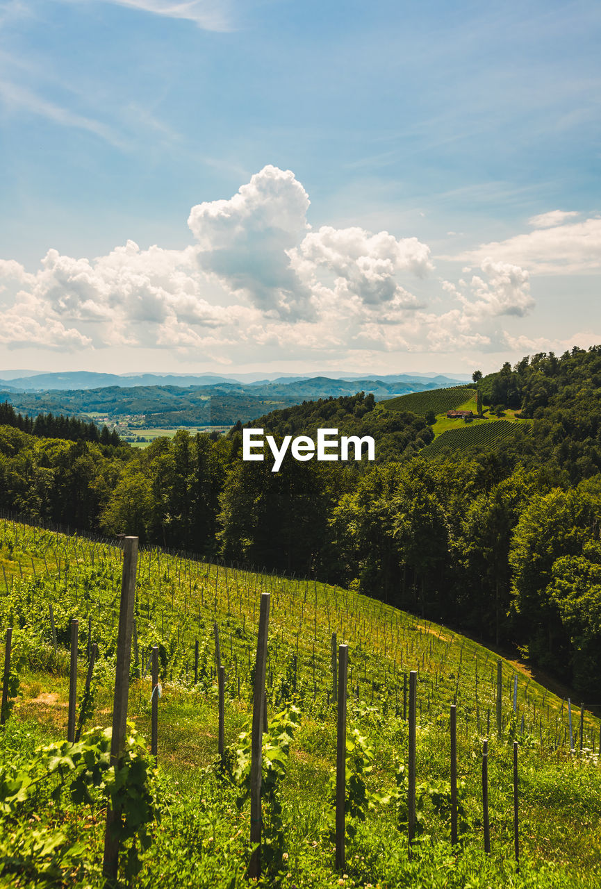 SCENIC VIEW OF AGRICULTURAL FIELD