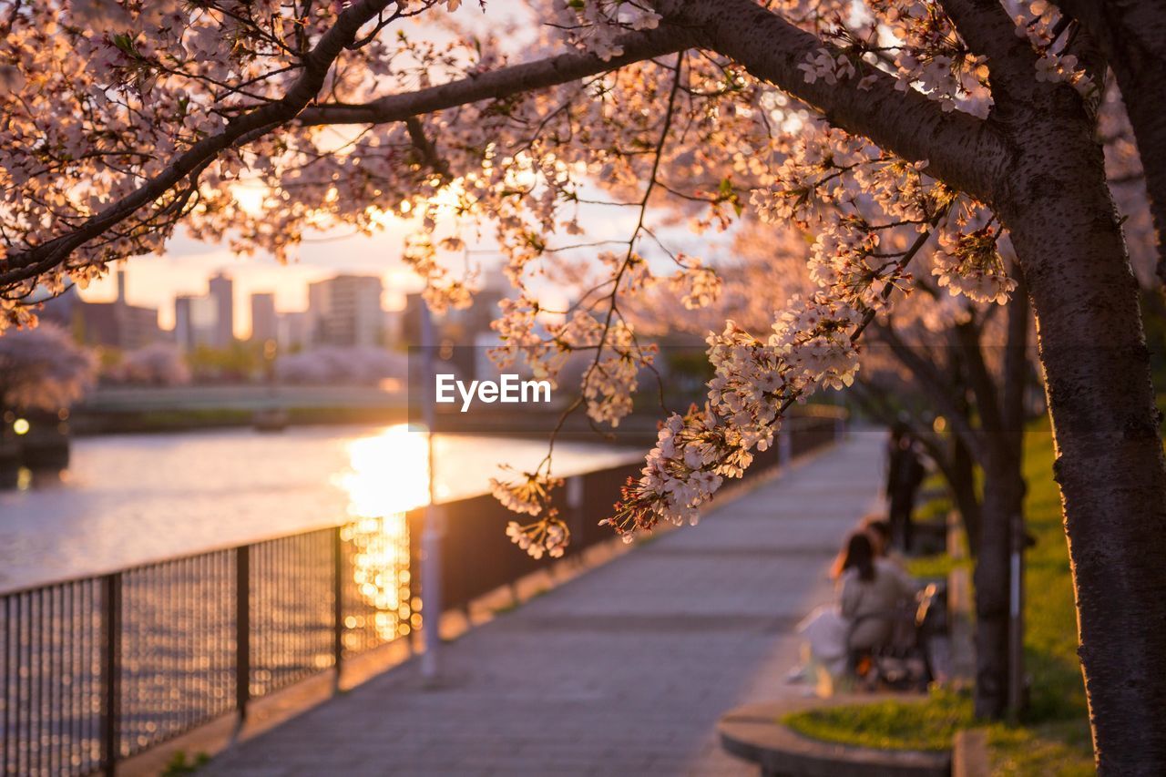 Cherry blossom tree by river in city