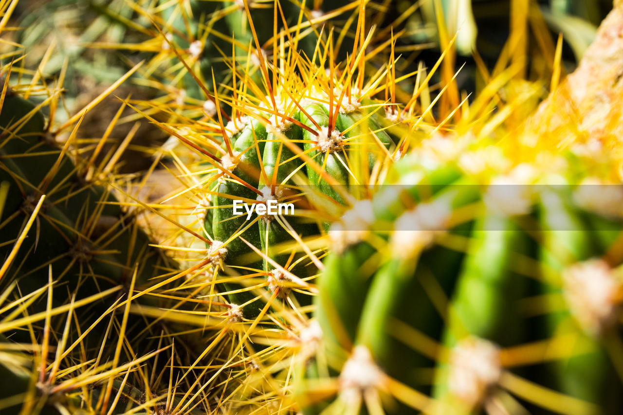 CLOSE-UP OF CACTUS FLOWER