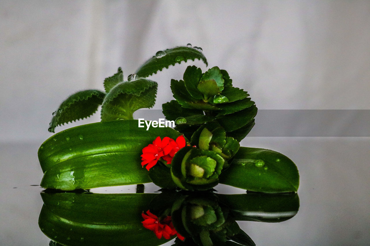 CLOSE-UP OF SUCCULENT PLANT OVER WHITE BACKGROUND