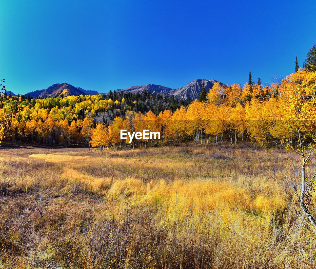 plant, landscape, wilderness, environment, autumn, tree, scenics - nature, land, sky, beauty in nature, nature, leaf, mountain, no people, yellow, tranquility, prairie, tranquil scene, meadow, forest, natural environment, grass, non-urban scene, coniferous tree, morning, blue, pine woodland, pinaceae, pine tree, outdoors, flower, clear sky, field, mountain range, sunlight, woodland, rural scene, rural area, day, travel destinations, growth, remote, idyllic, grassland, travel, plain, sunny