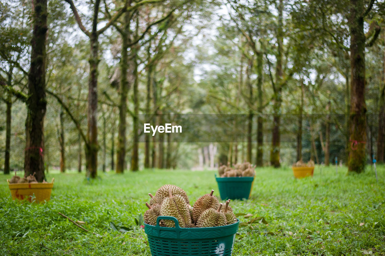 TREES AND PLANTS IN PARK