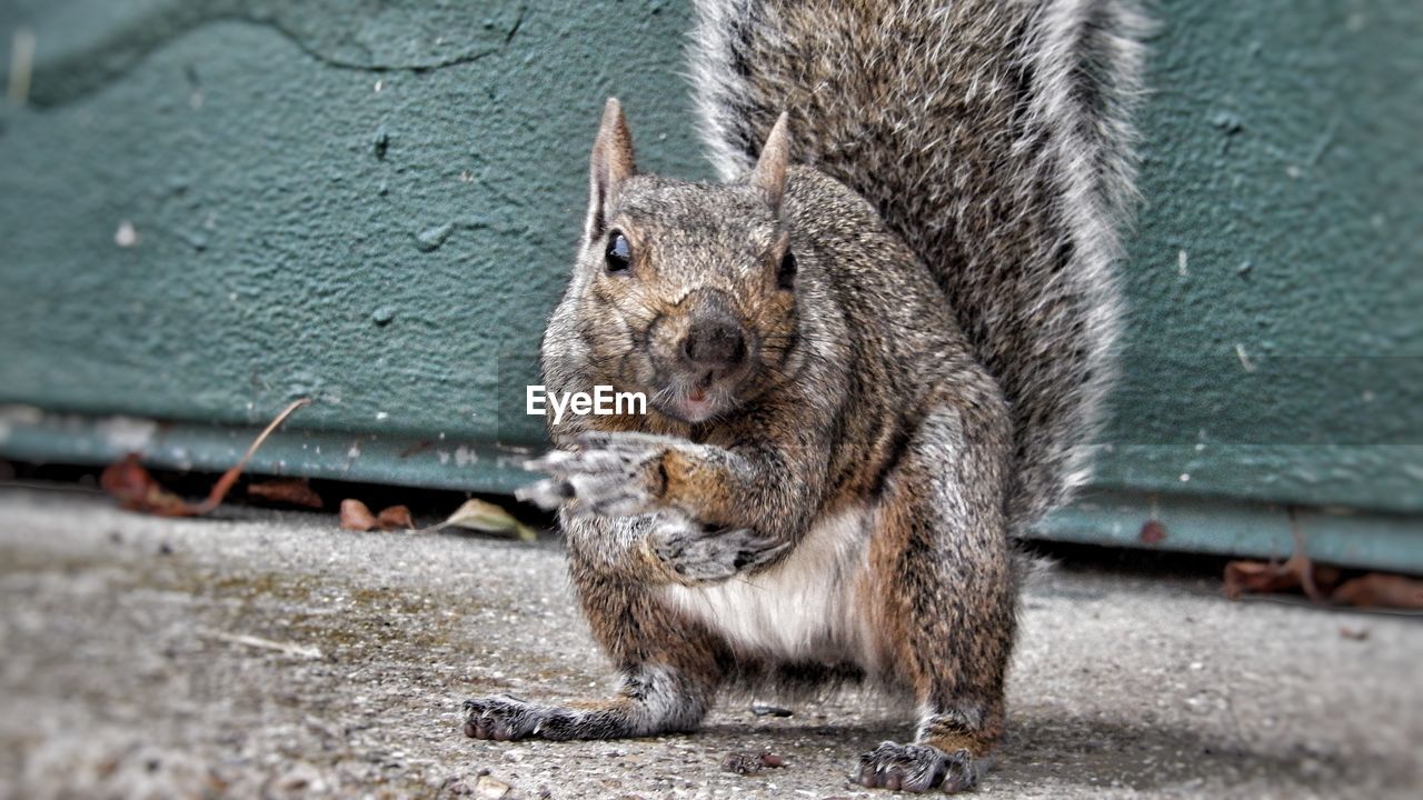 CLOSE-UP PORTRAIT OF SQUIRREL ON TREE