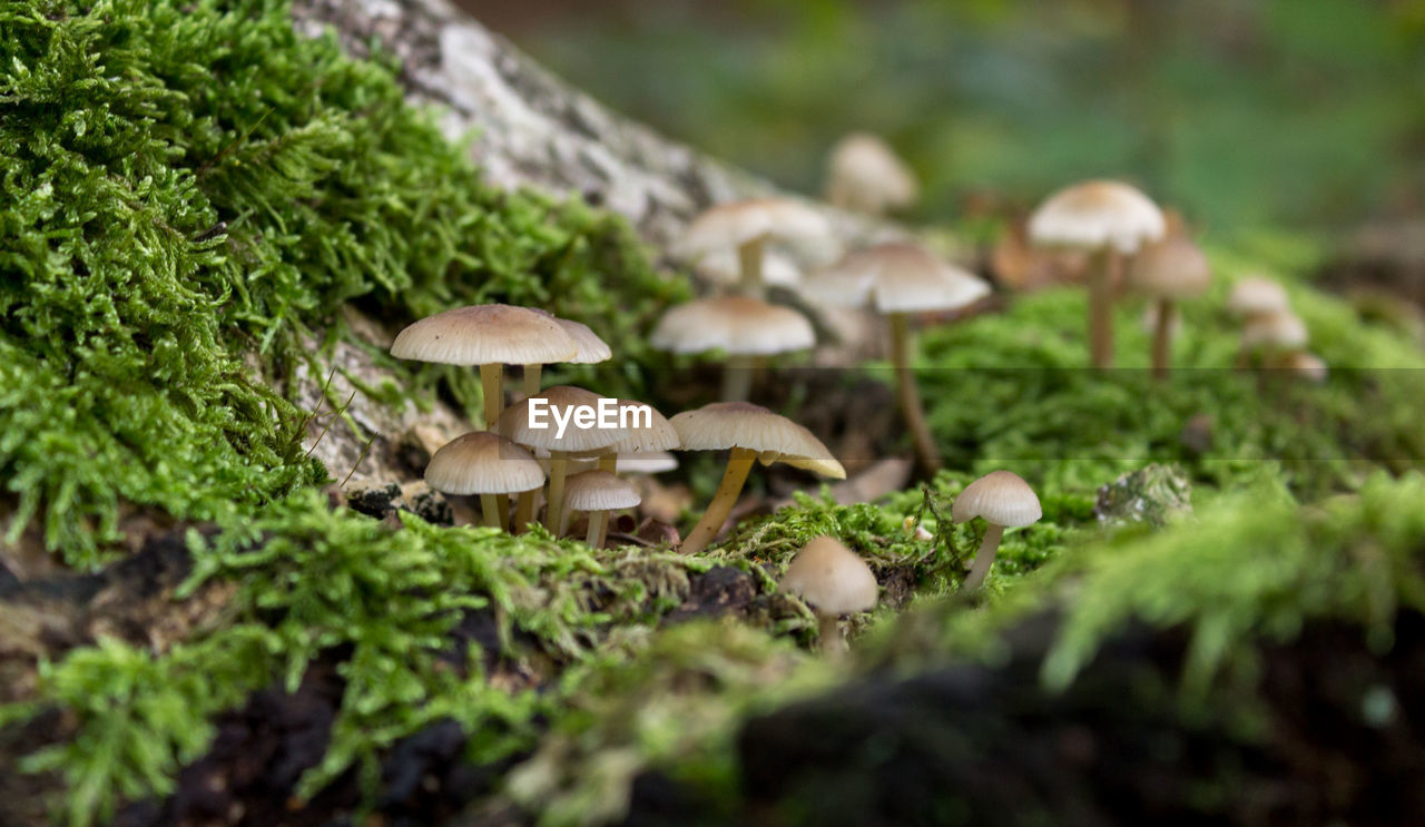 Close-up of mushrooms