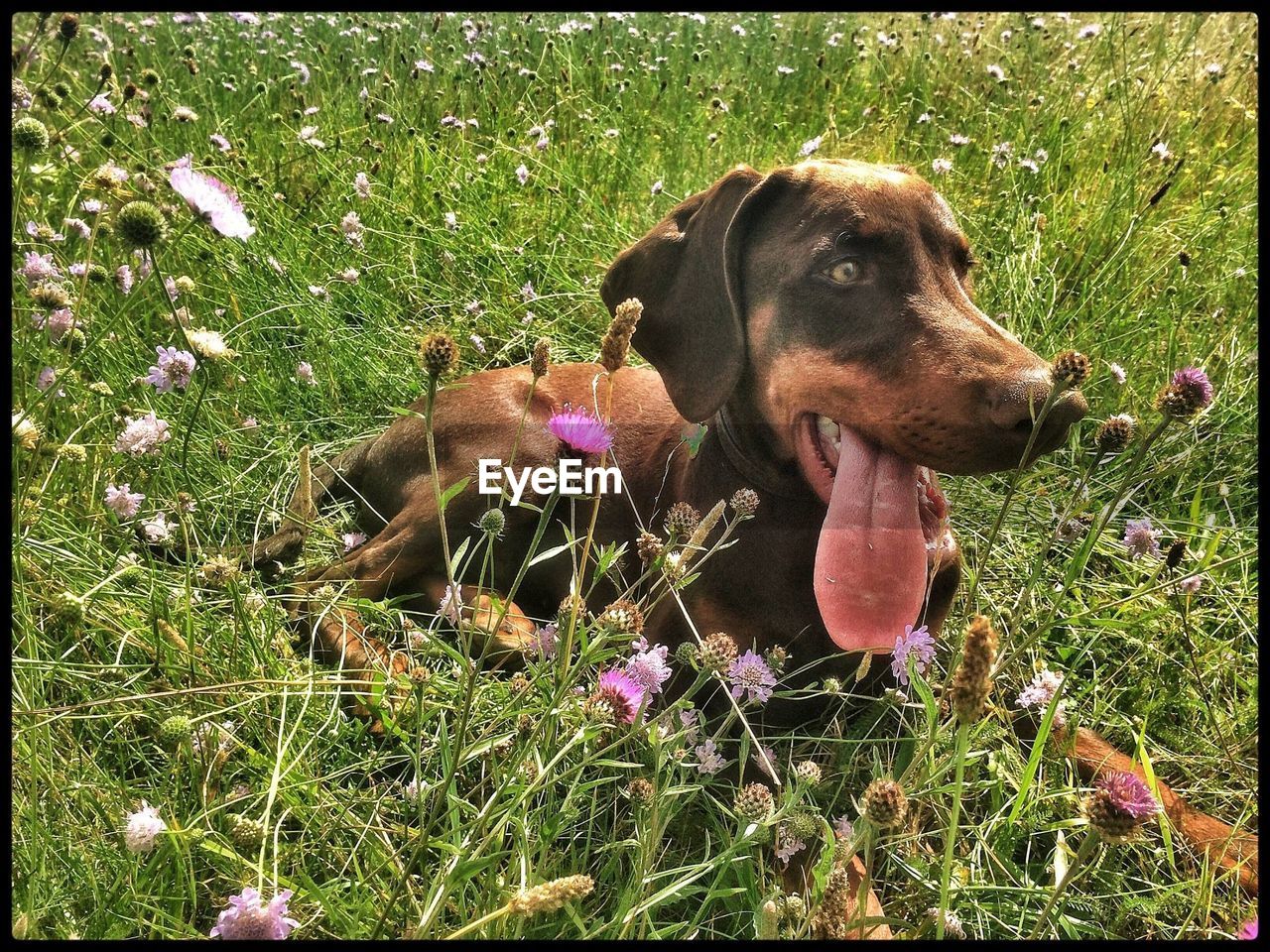 DOG STANDING ON GRASSY FIELD