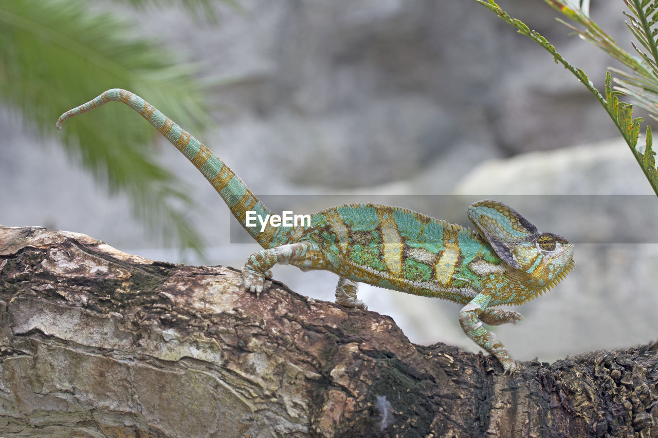 Close-up of chameleon on branch
