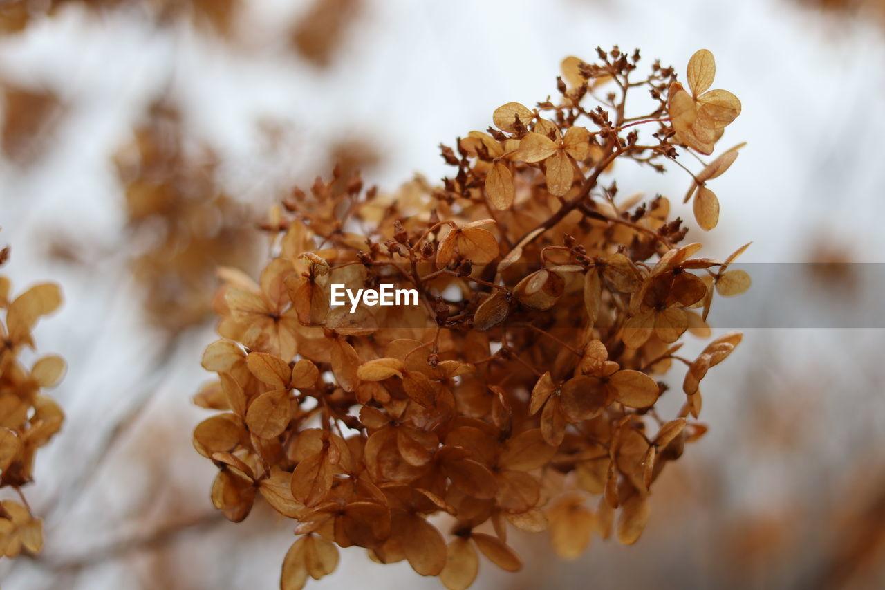 Close-up of dried plant