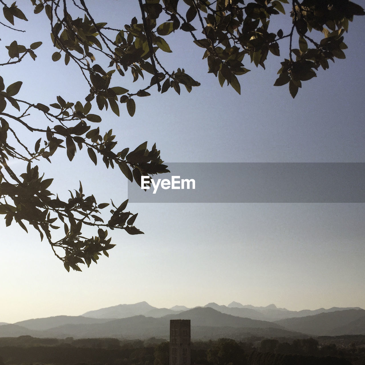 SILHOUETTE OF TREE AGAINST CLEAR SKY