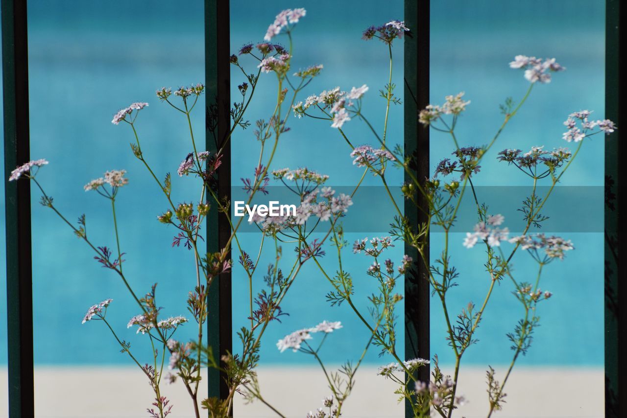 Close-up of flowering plants against blue sky