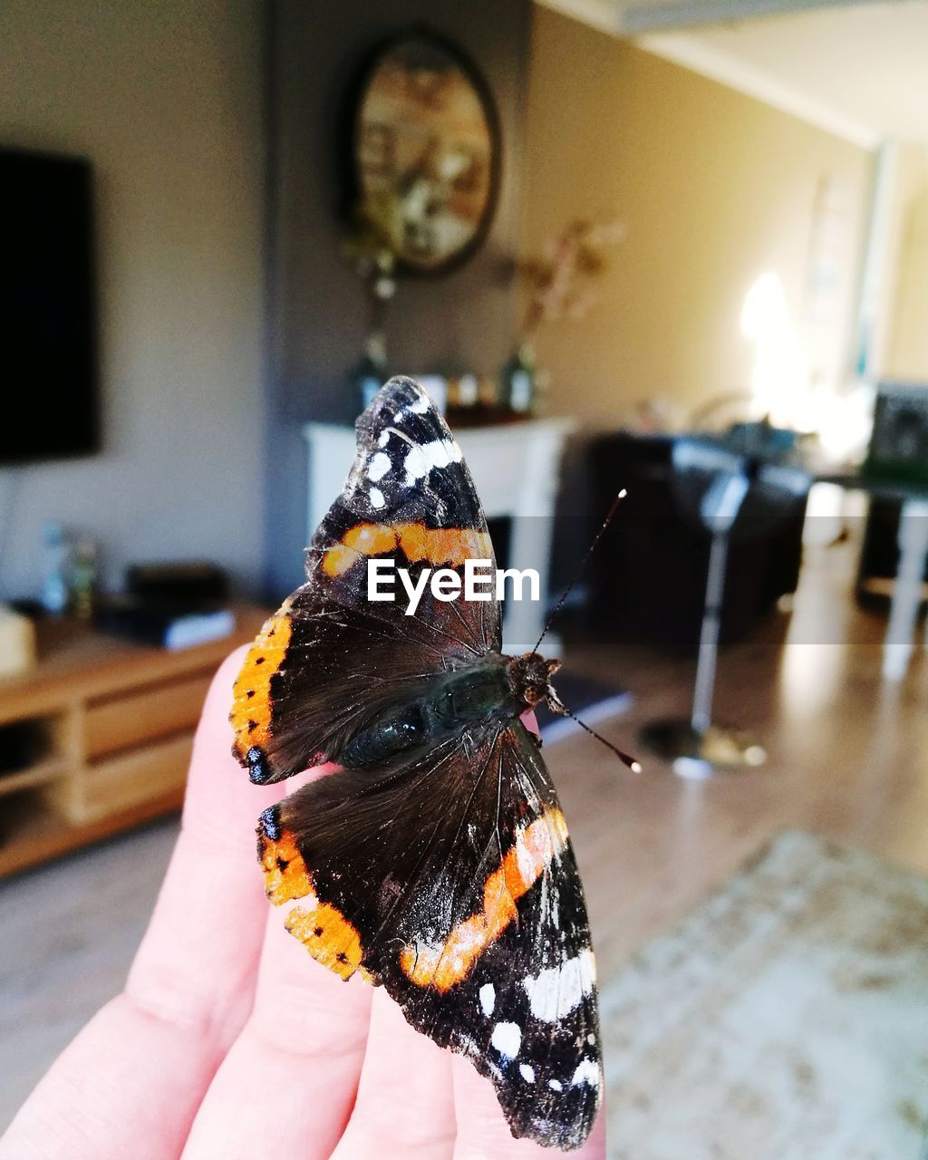 CLOSE-UP OF HAND HOLDING BUTTERFLY ON FINGER