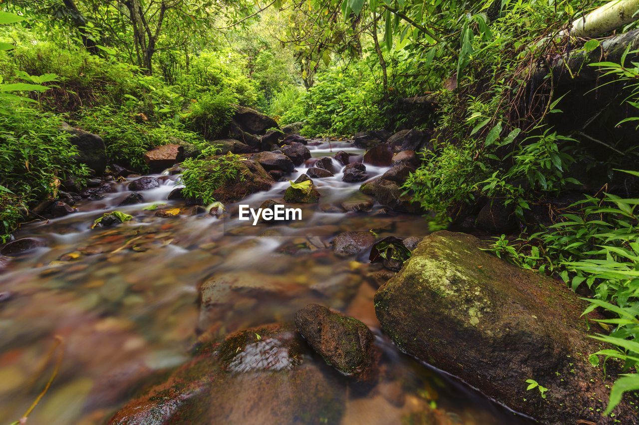 Stream flowing through rocks in forest