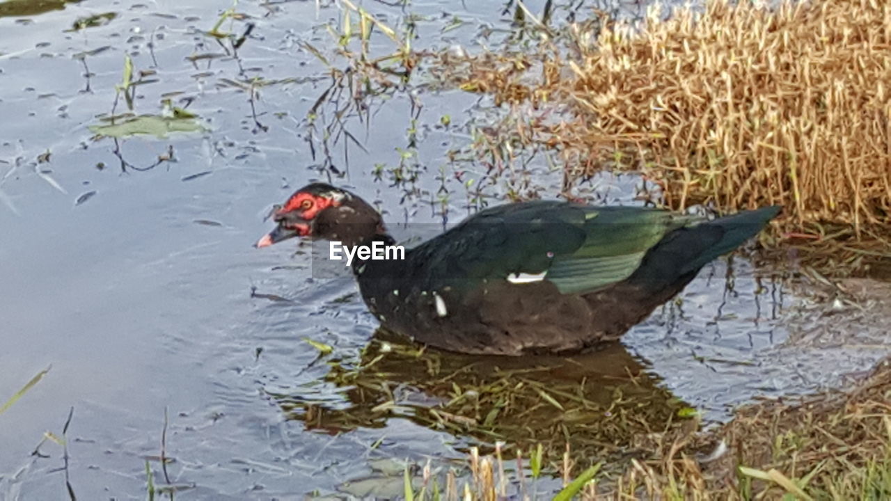 DUCKS SWIMMING IN LAKE