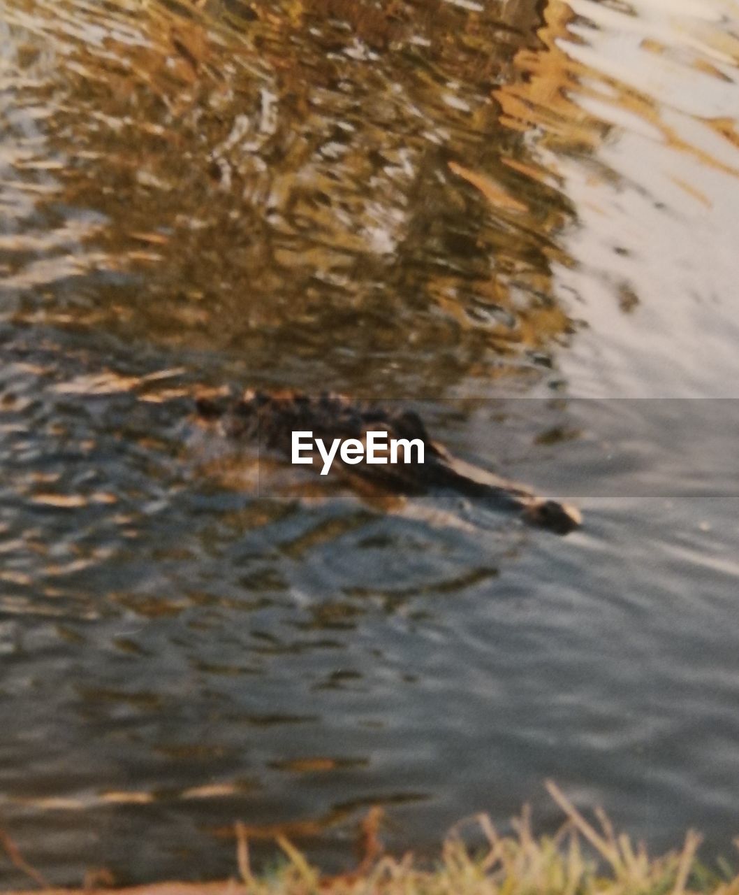 HIGH ANGLE VIEW OF CROCODILE IN WATER