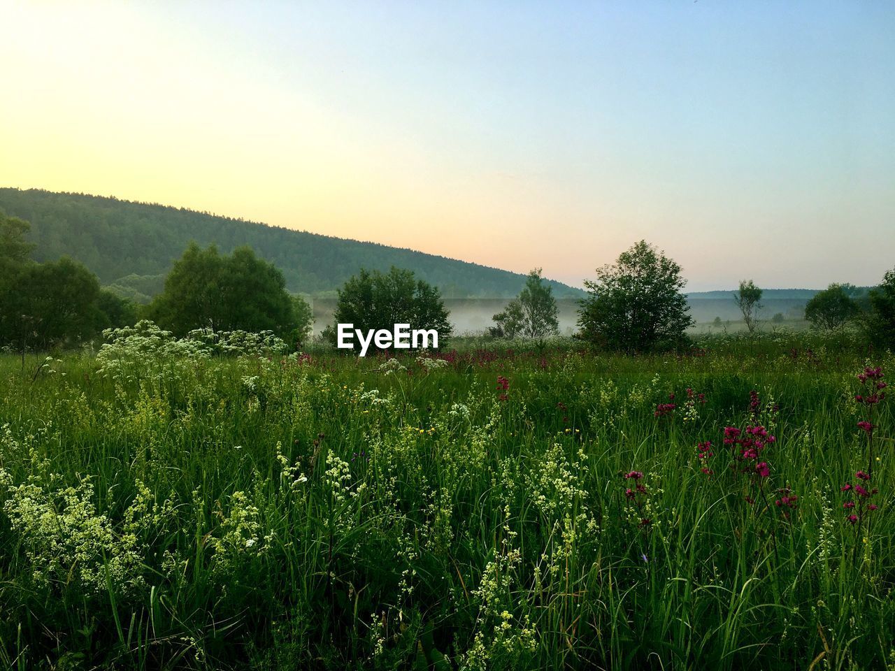 PLANTS GROWING ON FIELD AGAINST SKY