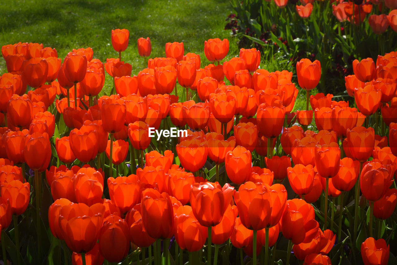 Close-up of red tulips blooming in field