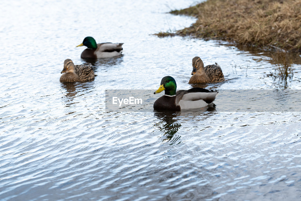 Ducks double date on a lake