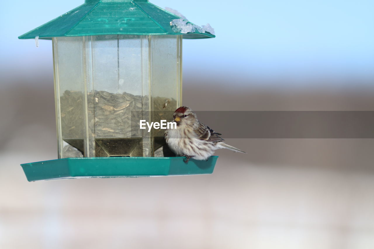 Close-up of bird perching on birdhouse