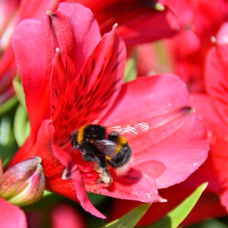 CLOSE-UP OF BEE POLLINATING PINK FLOWER