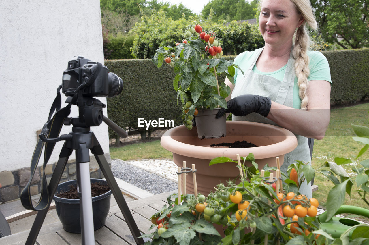 Middle aged woman transplant seedlings of cherry tomatous into a large pot