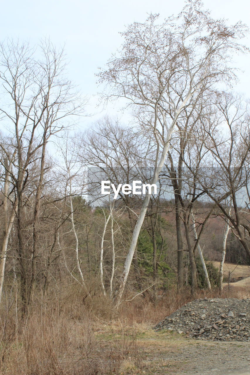 BARE TREES ON LANDSCAPE AGAINST SKY