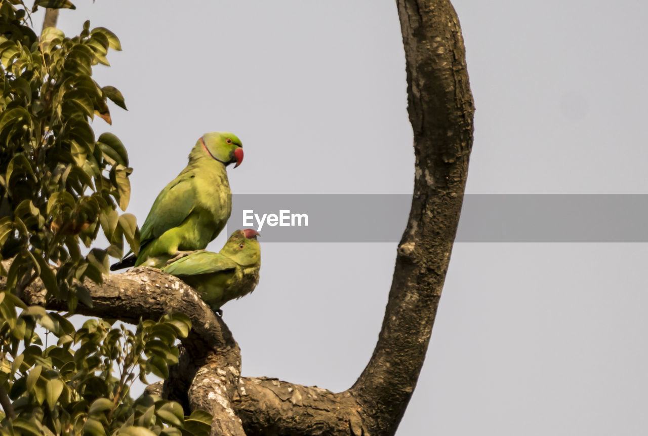 BIRD PERCHING ON A TREE