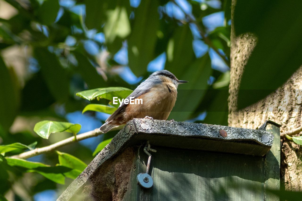 VIEW OF BIRD PERCHING ON A TREE