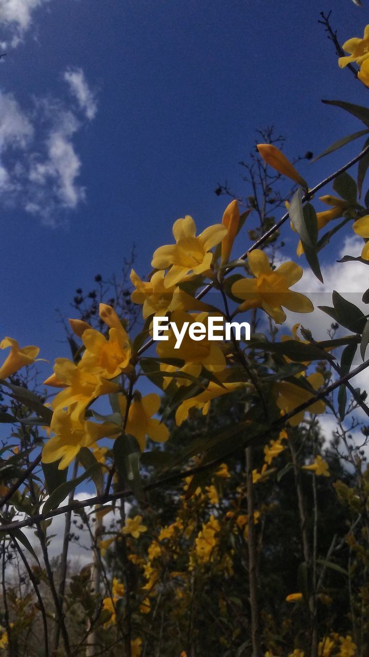 CLOSE-UP LOW ANGLE VIEW OF YELLOW FLOWERS