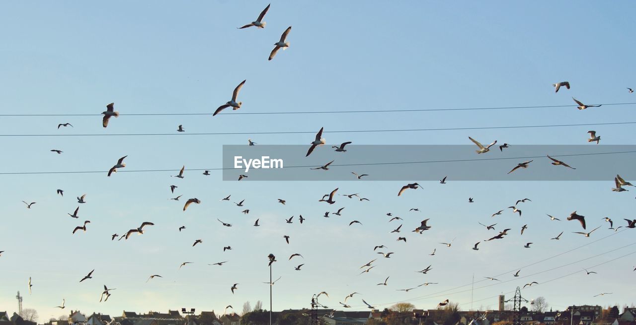 Low angle view of birds flying in sky