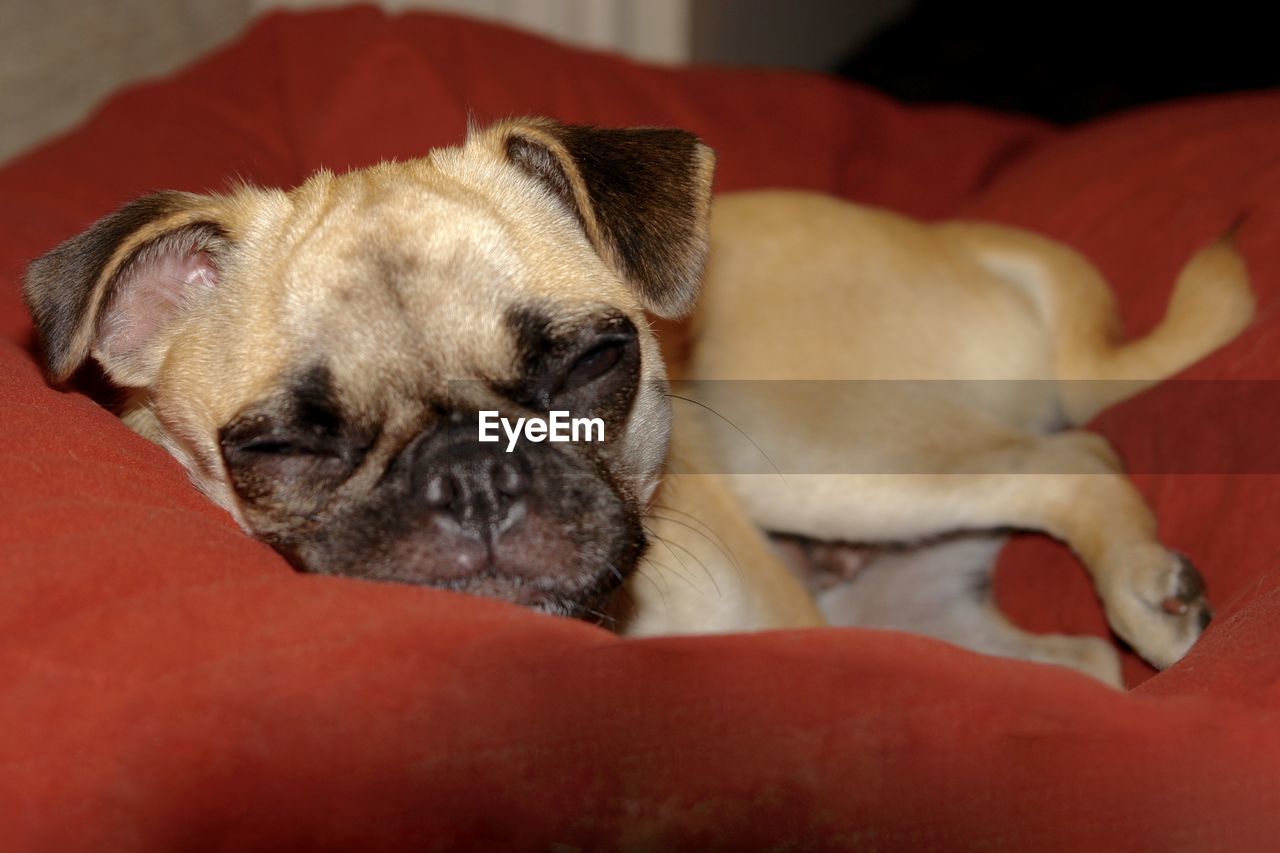 CLOSE-UP PORTRAIT OF DOG LYING DOWN ON BLANKET