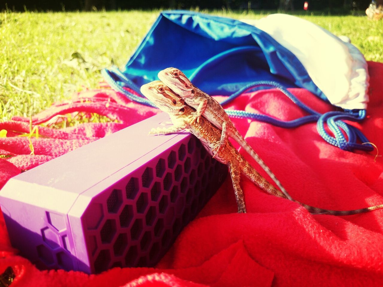 Lizards mating outdoors