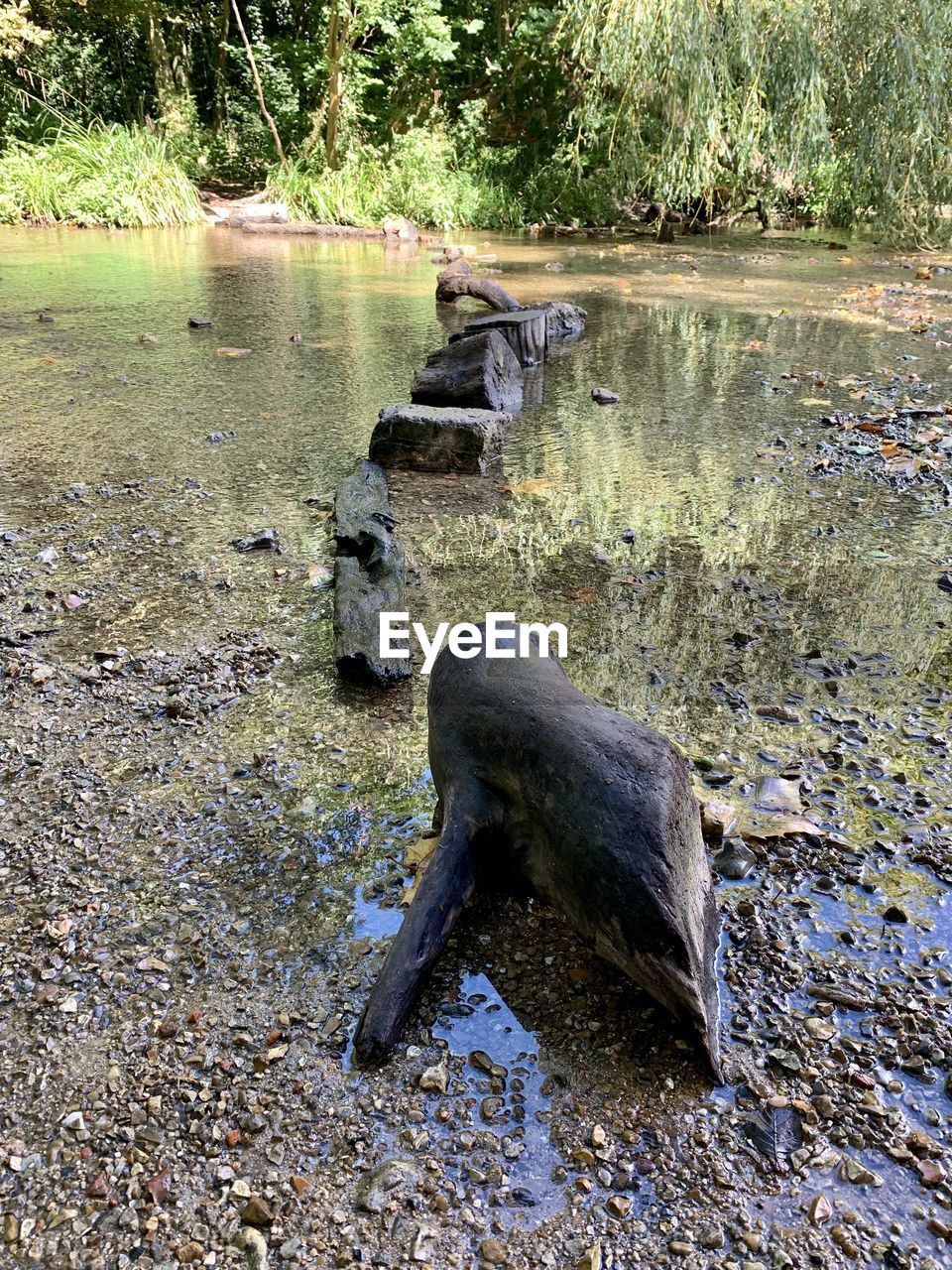 VIEW OF TURTLE IN THE LAKE