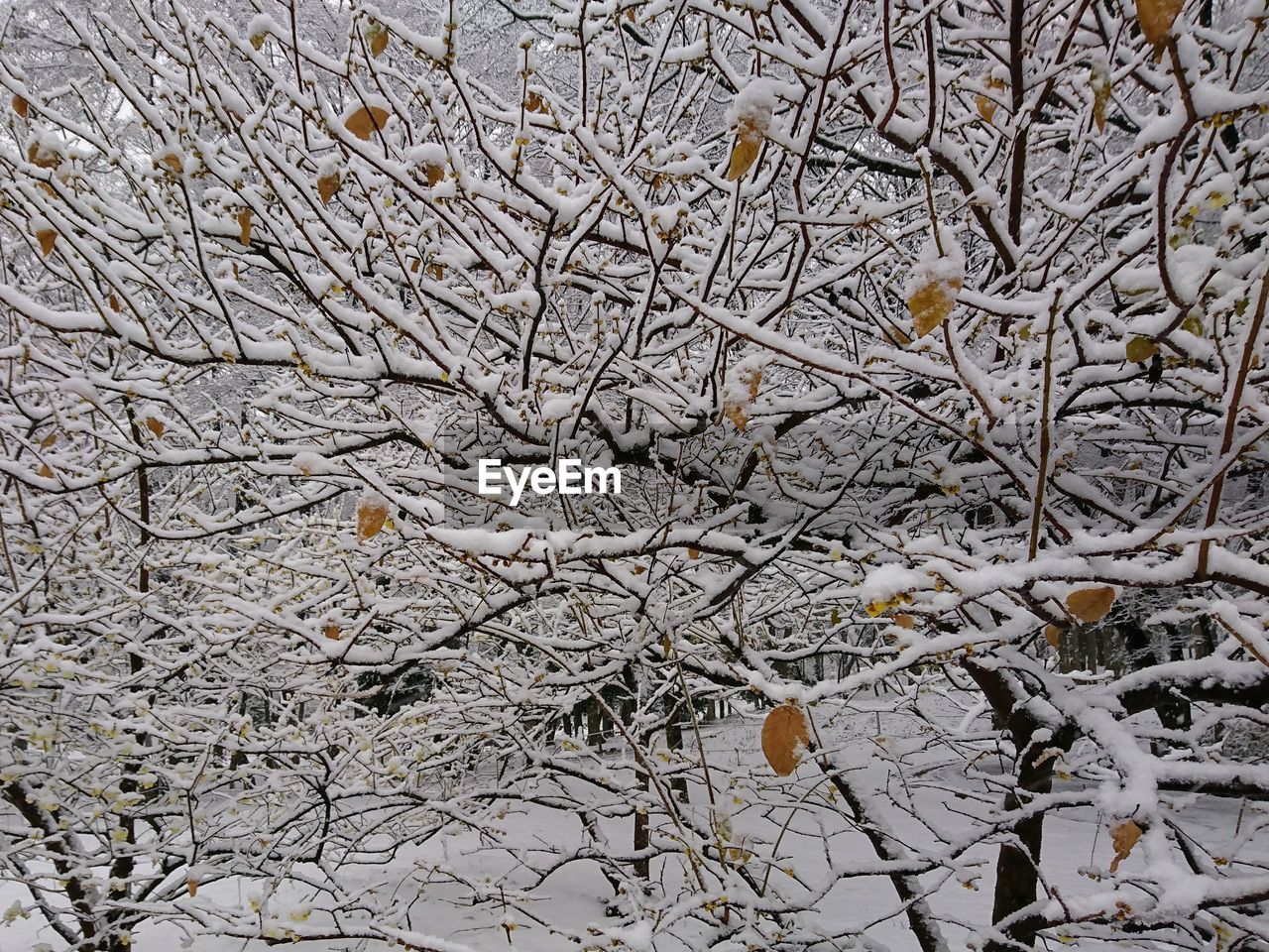 FULL FRAME SHOT OF BARE TREE