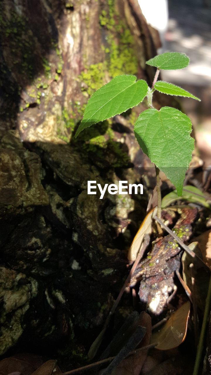 CLOSE-UP OF PLANTS