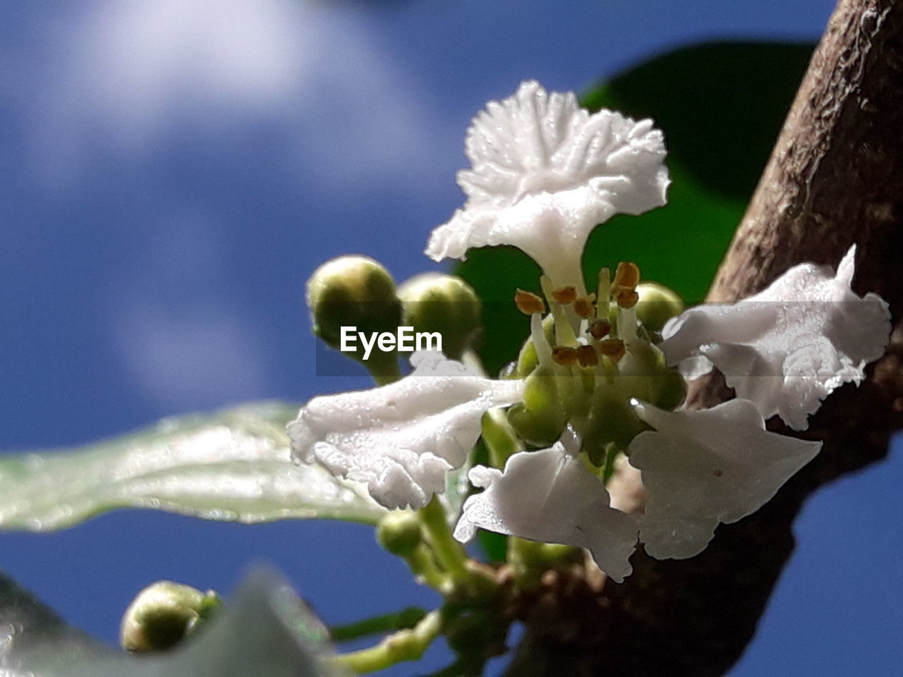 CLOSE-UP OF WHITE CHERRY BLOSSOM FLOWERS