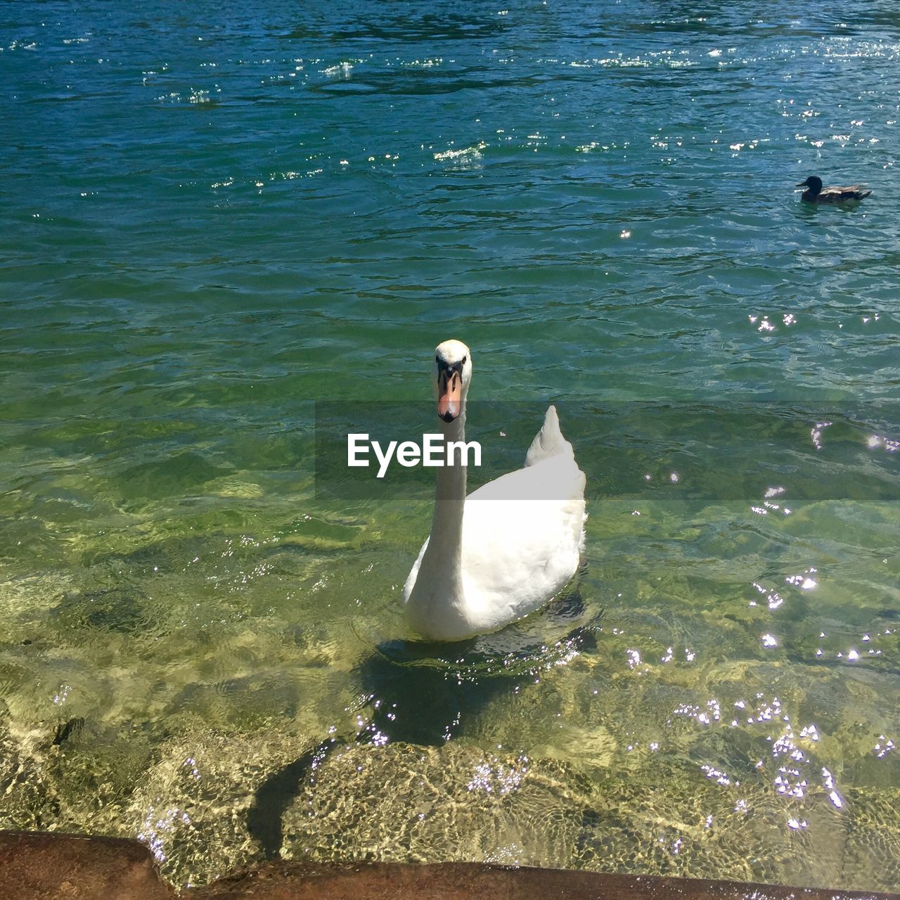 DUCK SWIMMING IN LAKE