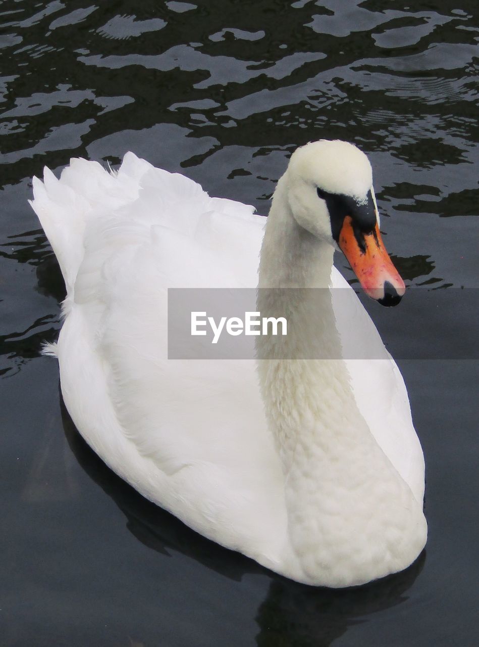 CLOSE-UP OF SWAN FLOATING IN LAKE