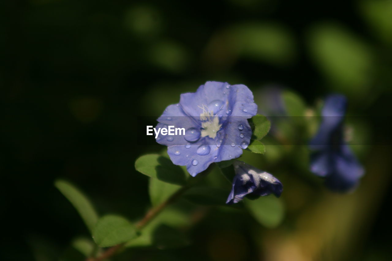 flowering plant, flower, plant, beauty in nature, nature, freshness, close-up, macro photography, fragility, petal, growth, flower head, inflorescence, purple, focus on foreground, wildflower, botany, plant part, no people, blossom, leaf, outdoors, blue, drop, water, wet, springtime, day, selective focus