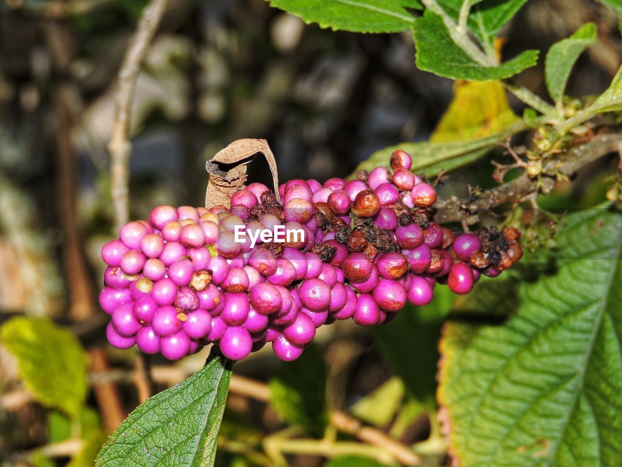 plant, flower, plant part, leaf, shrub, nature, food, growth, freshness, food and drink, fruit, berry, produce, close-up, beauty in nature, tree, blossom, pink, healthy eating, no people, focus on foreground, outdoors, day, macro photography, animal wildlife, flowering plant, wildflower, animal themes, animal, green