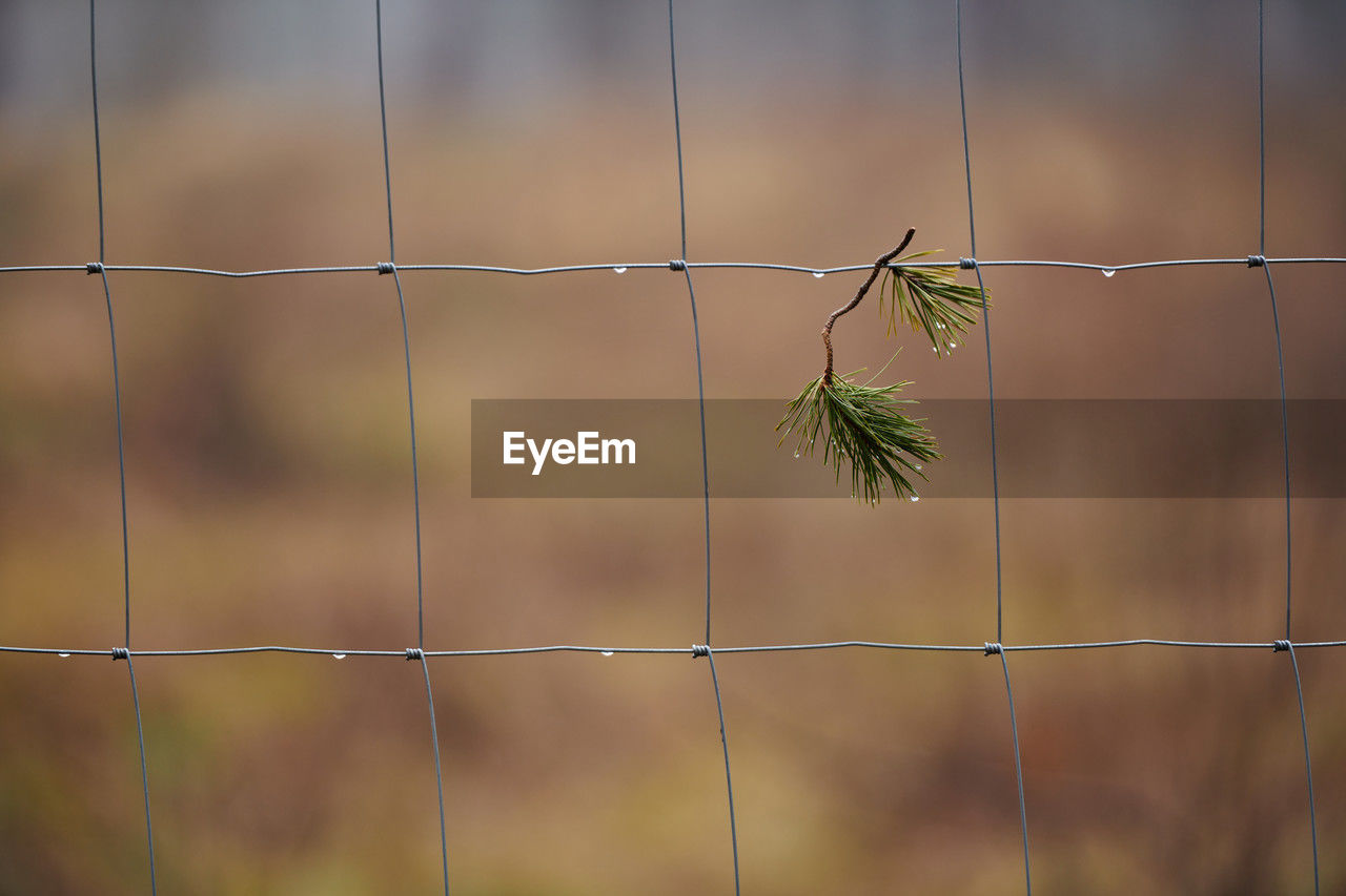 fence, green, wire, focus on foreground, nature, protection, branch, security, line, no people, wire fencing, leaf, close-up, animal themes, plant, animal, grass, day, outdoors, metal, animal wildlife, sunlight, home fencing, one animal, barbed wire, chainlink fence, twig