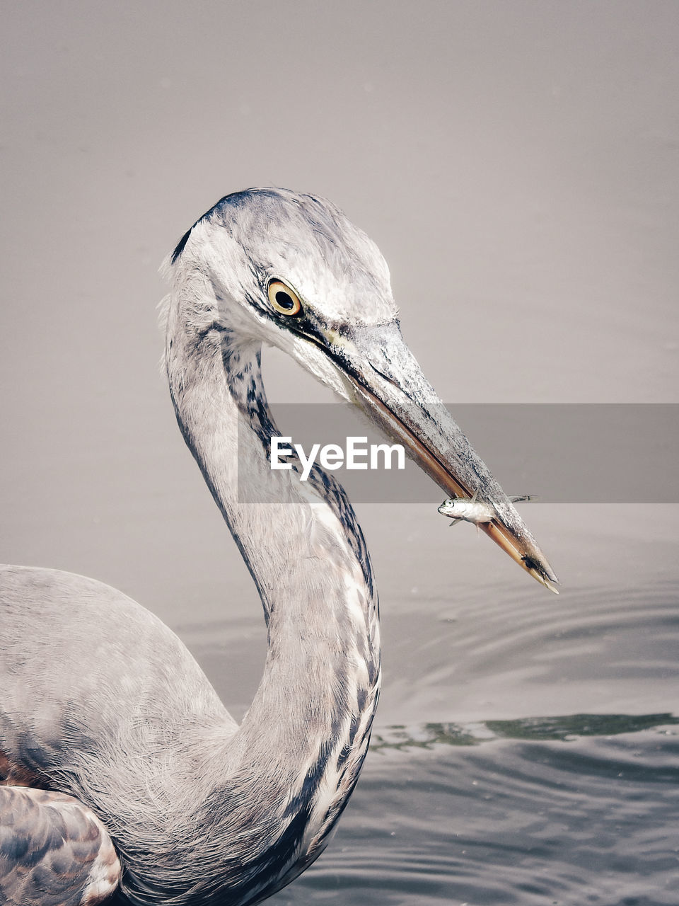 Close-up of a bird