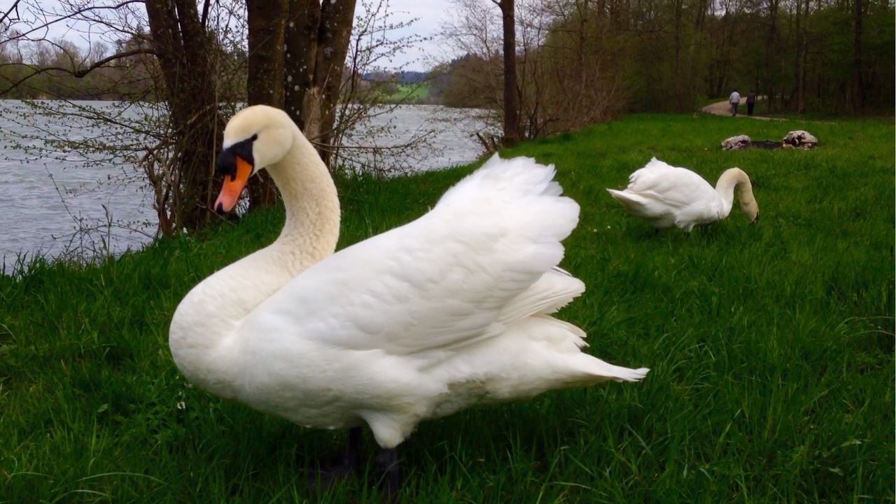 Two swans by river