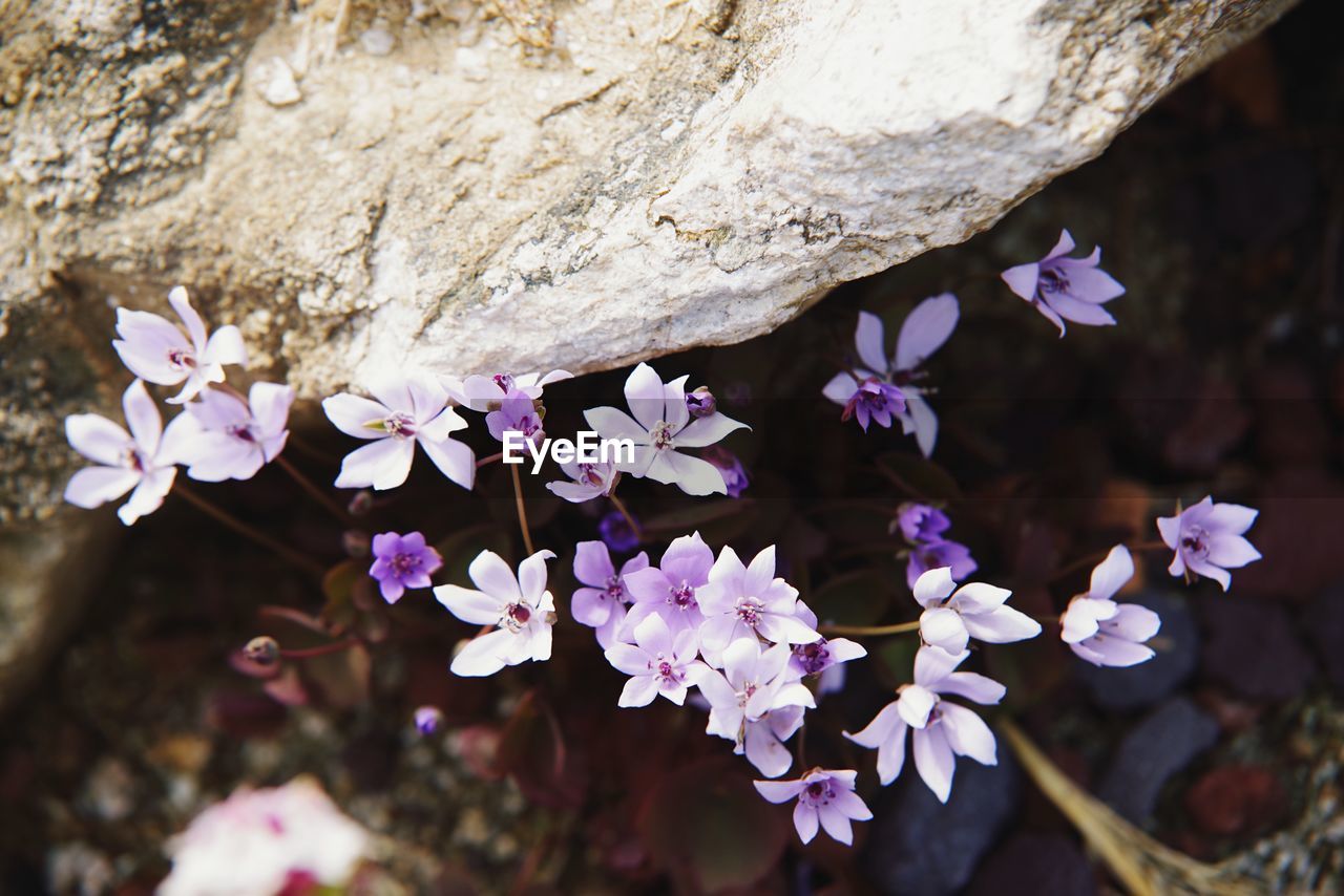 Close-up of purple flowering plant