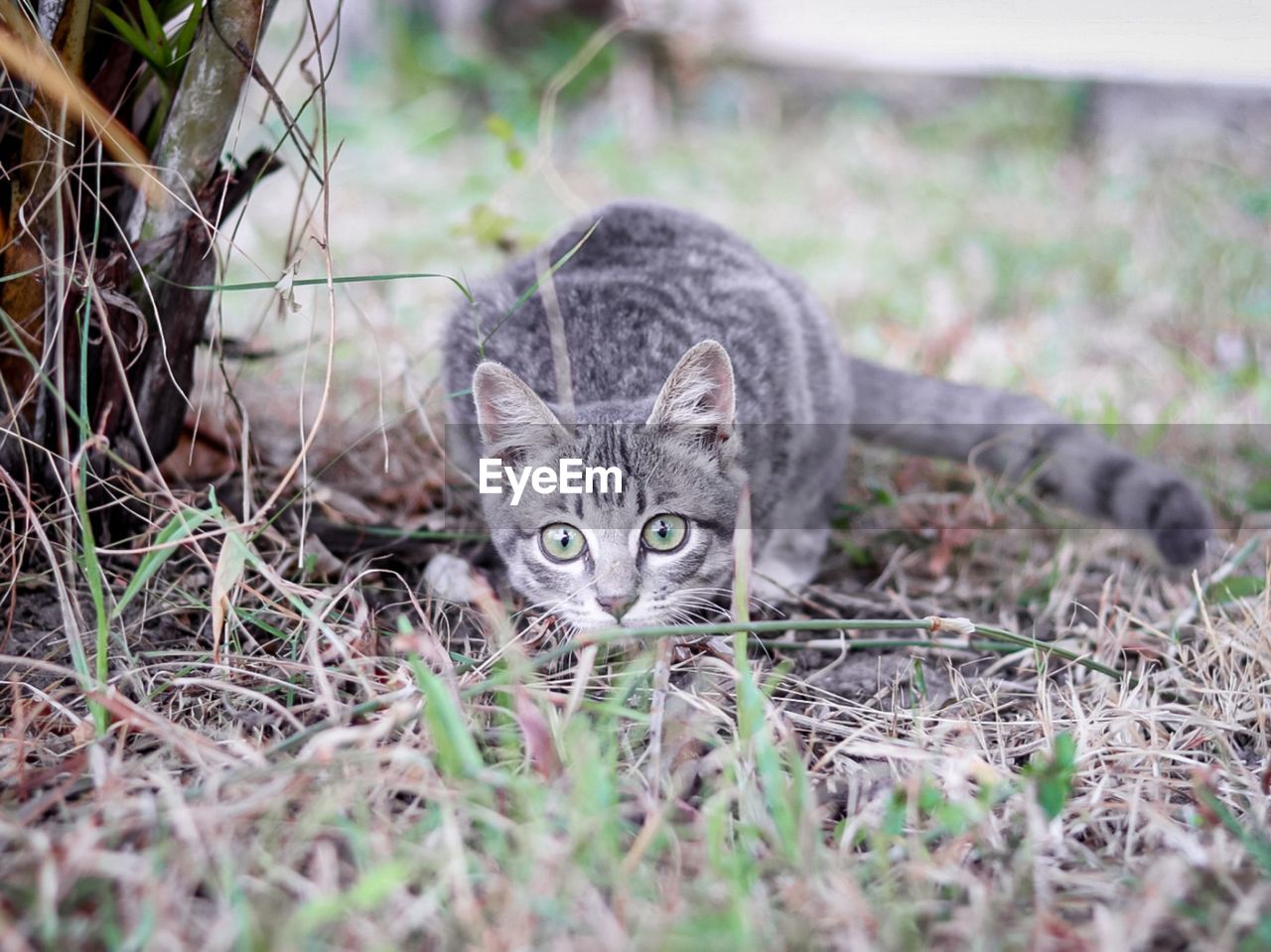 Portrait of a cat on field