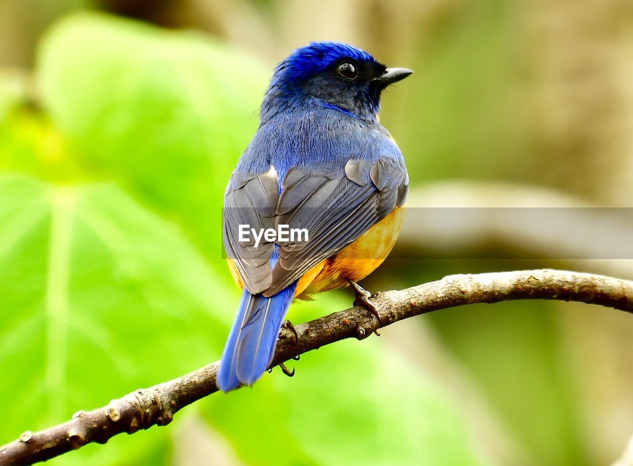 CLOSE-UP OF BIRD PERCHING ON TREE