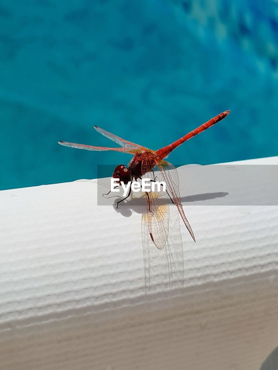Close-up of dragonfly on pool edge