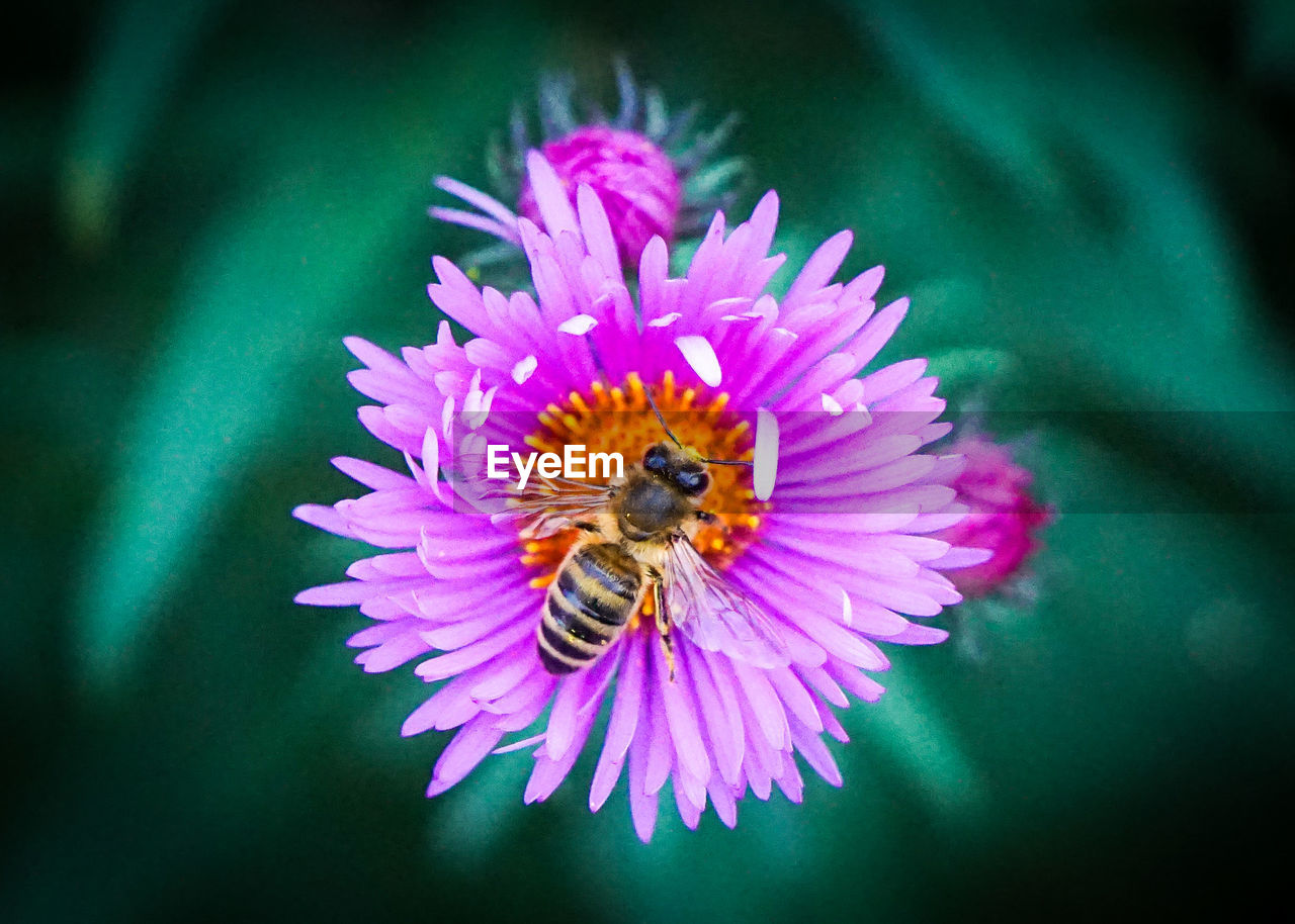 flowering plant, flower, beauty in nature, animal themes, animal, freshness, macro photography, animal wildlife, petal, flower head, insect, plant, wildlife, fragility, close-up, one animal, bee, nature, pollination, inflorescence, pollen, growth, purple, no people, pink, focus on foreground, symbiotic relationship, outdoors, high angle view