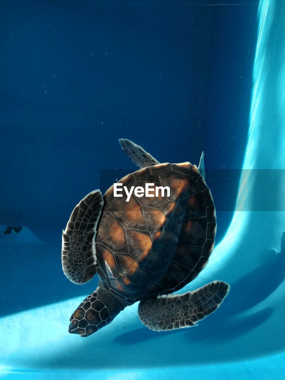 Close-up of turtle swimming in sea