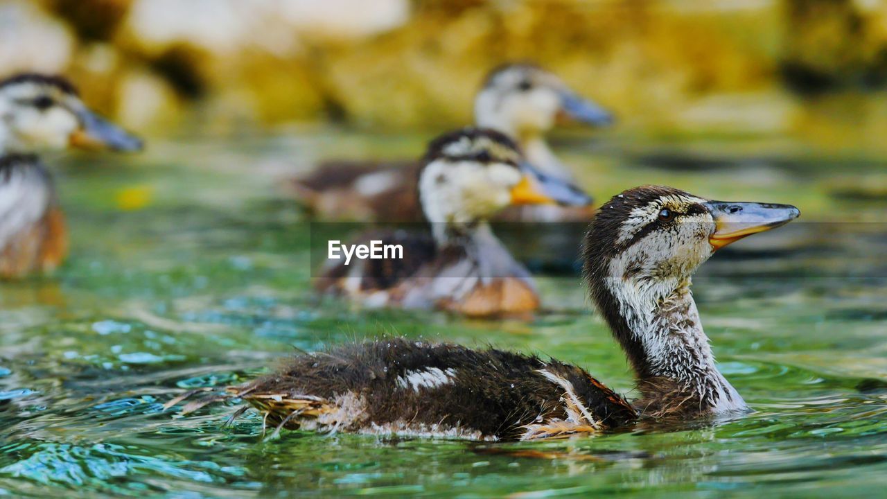 Close-up of duck swimming in lake