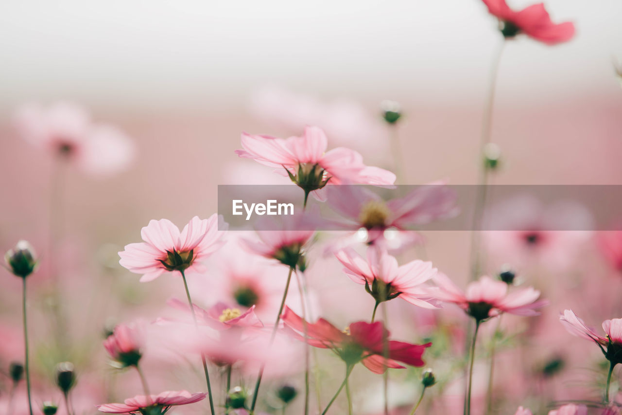 Close-up of pink flowering plants